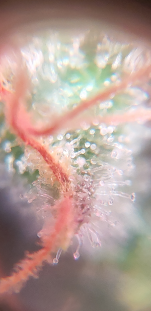 S31019-230321.png