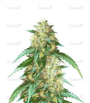 sort-Auto-New-York-City-kannabia-seeds.jpg1__ZJuptoz1HzpczAIR.jpg