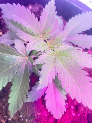 679d7d83-f13d-465b-aec5-ea1d689efb1d.jpg 679d7d83-f13d-465b-aec5-ea1d689efb1d.jpg