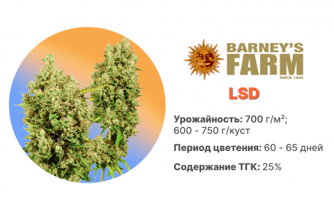 LSD LSD