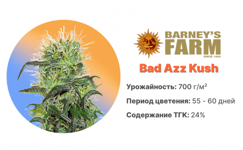 Bad Azz Kush
