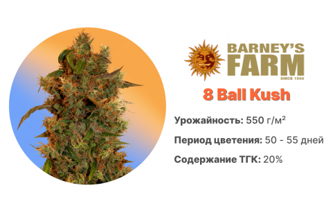 8 Ball Kush