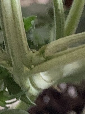 IMG_0319.jpeg
