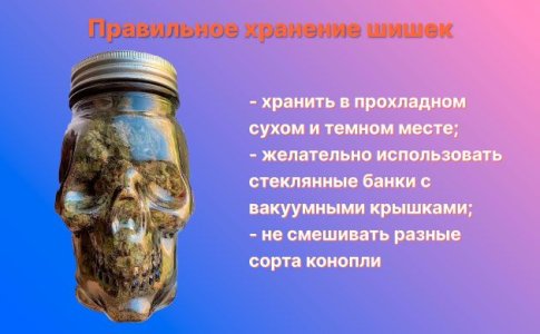 правильное хранение шишек конопли правильное хранение шишек конопли