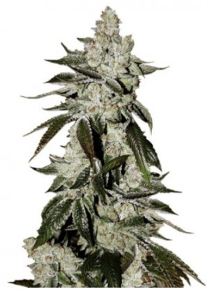 Cookies Auto.jpg