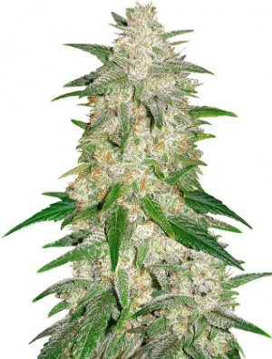 gelato auto.jpg