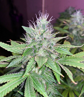 1646327150056.png 1646327150056.png