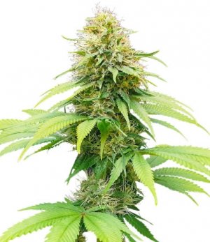 cbg force.jpg cbg force.jpg