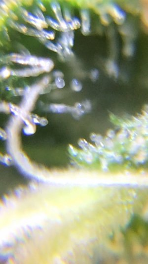 CDE5BD77-D582-4180-8CA8-1417493A35CE.jpeg