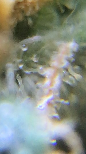 93030BD1-C839-4671-860E-7B5DF42CE57A.jpeg