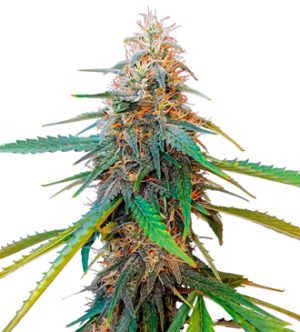 1723138807152.png 1723138807152.png