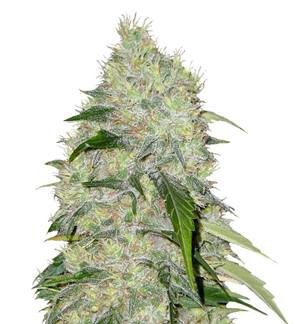 1723630497454.png 1723630497454.png