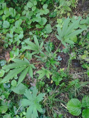 IMG_20240817_135822.jpg