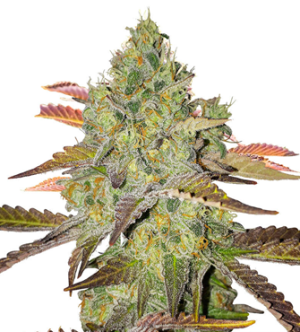 1724159248583.png 1724159248583.png