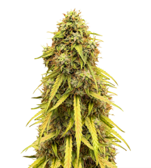 1725222990094.png 1725222990094.png