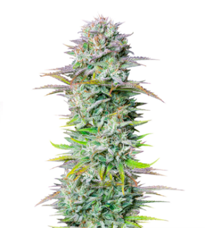 1725440479004.png 1725440479004.png