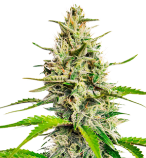 1725525889427.png 1725525889427.png