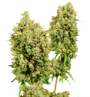 1726516066438.png 1726516066438.png